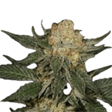 Bubblegum Gushers Clone