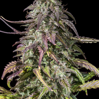 Cereal Milk Clone