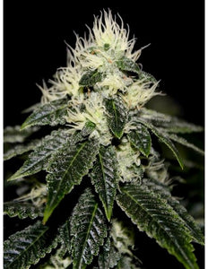 91 Chem Skunk Clone