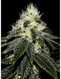 91 Chem Skunk Clone