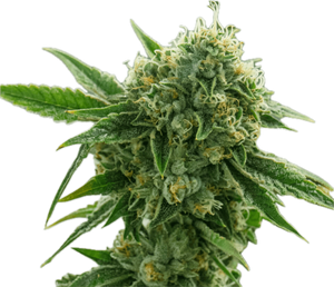 Chem Louis Clone