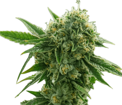 Chem Louis Clone