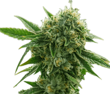 Chem Louis Clone