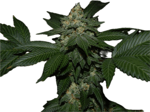 Chem Sis Clone