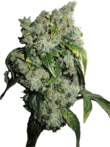 Chem Skunk 91 Clone Jungle Boyz Cut