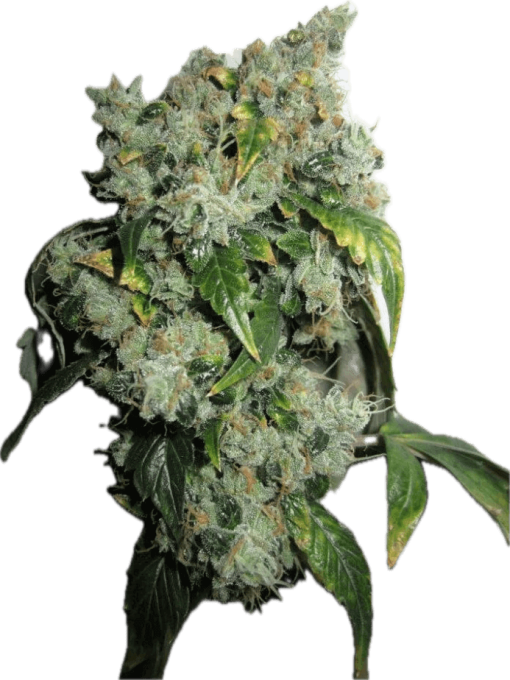 Chem Skunk 91 Clone Jungle Boyz Cut