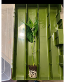Animal Gelato Clone