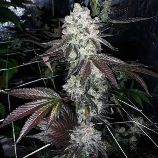 Cookies & Chem Clone