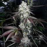Cookies & Chem Clone