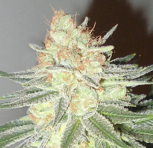 Orange Crush Clone