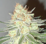 Orange Crush Clone