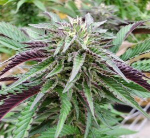 Zookies Clone