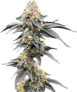 Detroit Breath Clone