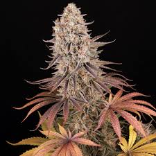 Strawberry #1 Clone