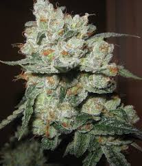 WiFi OG Clone