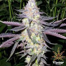Dolato Clone