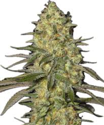 Scrooge #2 Clone
