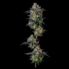 Grand Daddy Pluto Clone