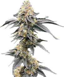 Neville's Diesel Clone