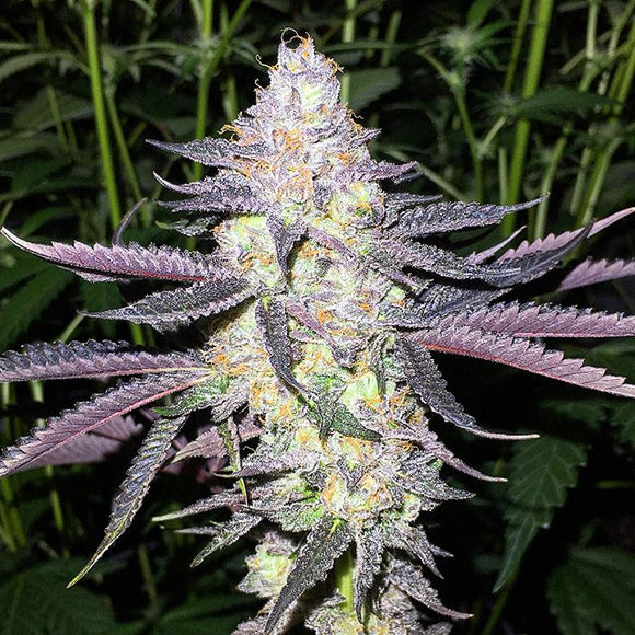 Super Gelato Clone