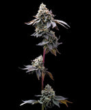 GMO Cookies Clone