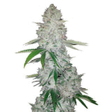 Gorilla Glue #4 Clone
