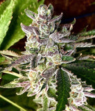 Grapes & Cream Clone