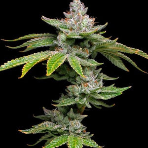 Grease Monkey Clone