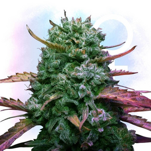 Green Runtz Clone