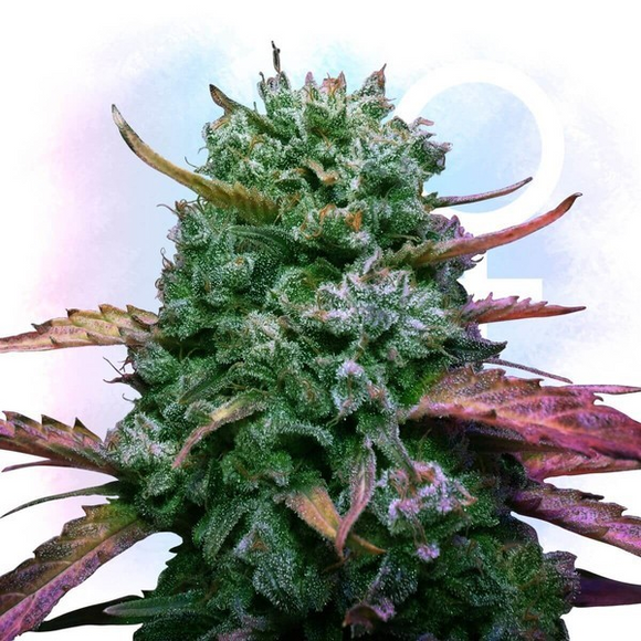 Green Runtz Clone