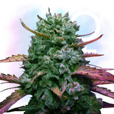 Green Runtz Clone