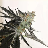 Candy Cane Clone