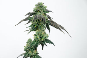 Suncake OG Clone