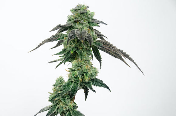 Suncake OG Clone