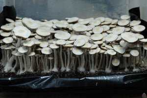 Leucistic Jedi Mind F*ck Liquid Culture