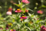 Flower Zinnia Lilliput