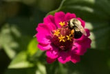 Flower Zinnia Lilliput