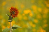 Sunflower All Sorts Mix