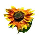 Sunflower Autumn Beauty