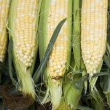 Corn - Pearls and Gold