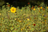 Sunflower All Sorts Mix