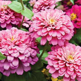 Flower Zinnia Lilliput