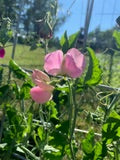 Sweet Pea Royal Family