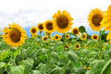 Sunflower Mammoth