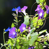 Morning Glory Mixed Colors