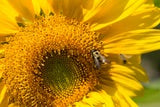 Sunflower Mammoth