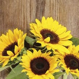 Sunflower Mammoth