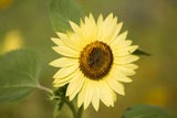 Sunflower Lemon Queen