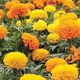 Flower Marigold Crackerjack Mixed