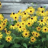 Flower Black Eyed Susan